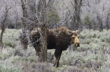 Old Moose