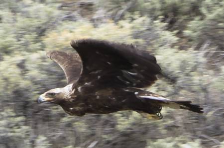 Fly Like an Eagle