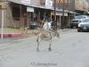 Burros_005.jpg