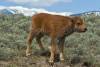 ROAD_TRIP_AMERICA_49_of_202_.jpg