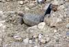 RedRock-04-10-Emerging-Burrow.jpg