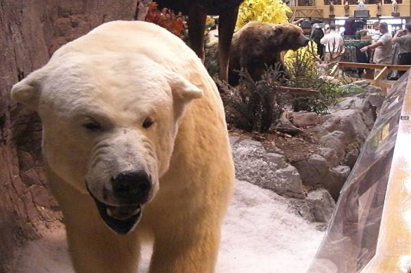 Cabela's