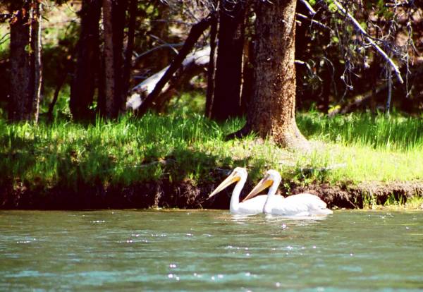 Pelicans
