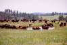 03_Custer_State_Park.JPG