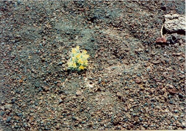 Sunset Crater