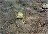 Even_the_lowly_cactus_blooms_in_the_lava_bed.jpg