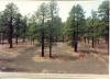 Pine_forest_on_lava_bed_at_Sunset_Crater.jpg
