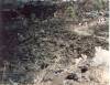 Walking_through_Lava_beds_Don_t_stray_.jpg