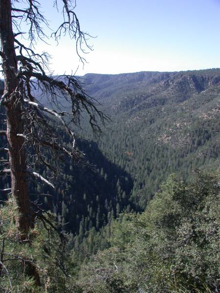 Rim view of Pine