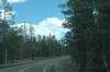Ponderosa_forest_on_Rim.jpg