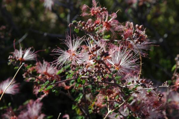 Apache Plum