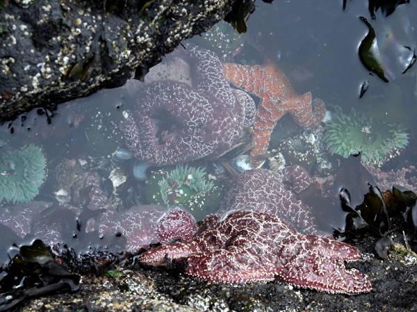 Tidal Pool at Yaquina Head Natural Area