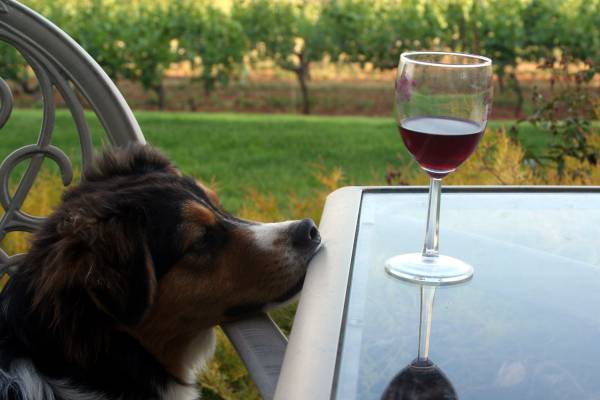 Willamette Valley Wine Country