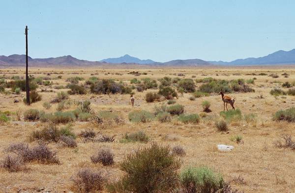 Desert wildlife