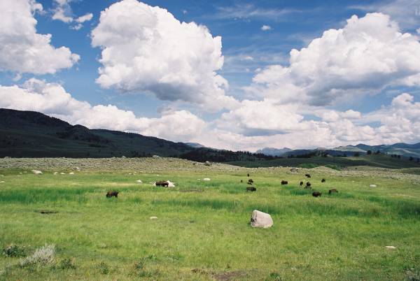Lamar Valley