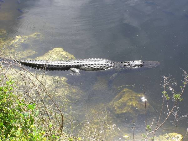 Big Cypress National Preserve