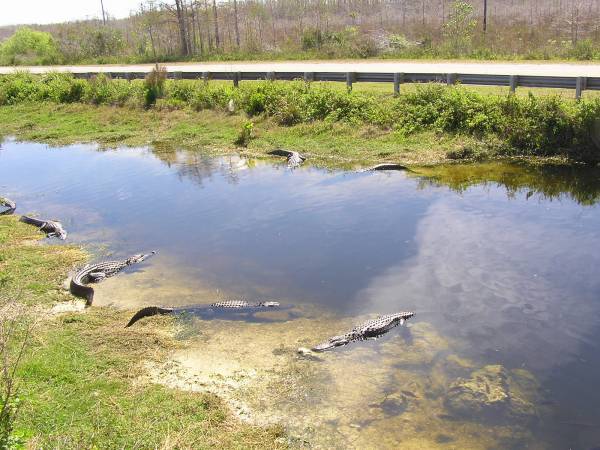 Big Cypress National Preserve