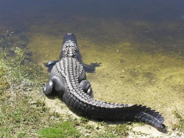 Big Cypress National Preserve