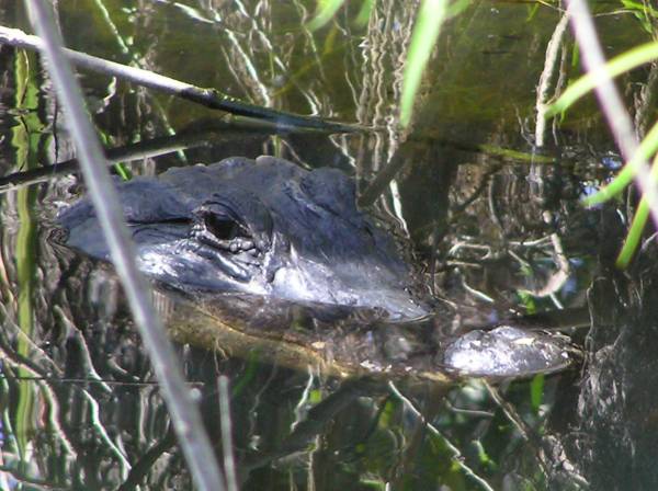 Everglades National Park