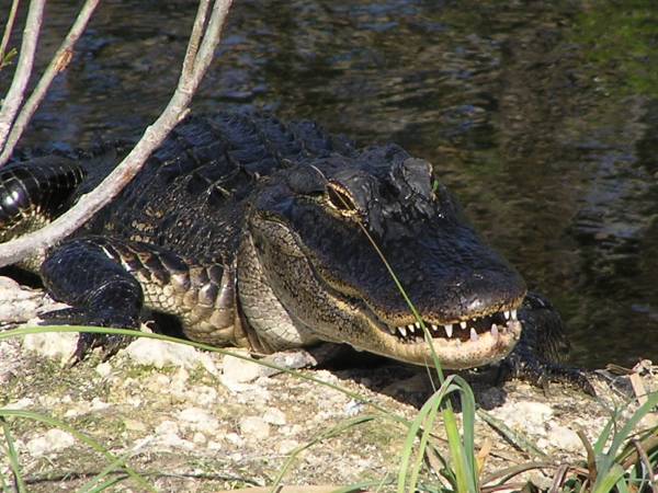 Everglades National Park