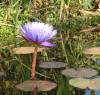 SJC_Mission_water_lily.jpg
