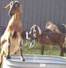 11-34A_Brockman_JGGDairyGoats.jpg