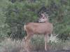 6-Brockman_COStaringDeer_1307.jpg