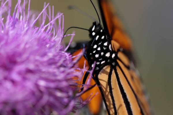Shenandoah butterfly
