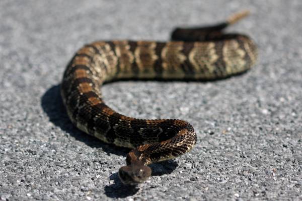 Shenandoah rattlesnake