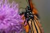 Shenandoah_Butterfly.JPG