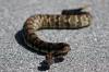 Shenandoah_rattlesnake.JPG