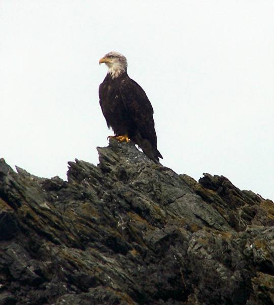 Overseeing the harbor