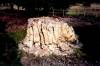 Florissant_Fossil_Beds.JPG