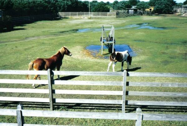 Okracoke Wild Horses