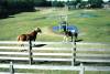 Okracoke_Wild_Horses.jpg