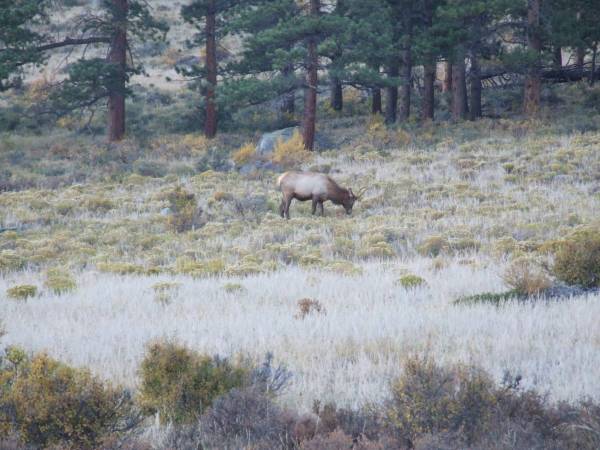 Lone Elk, Morraine park.