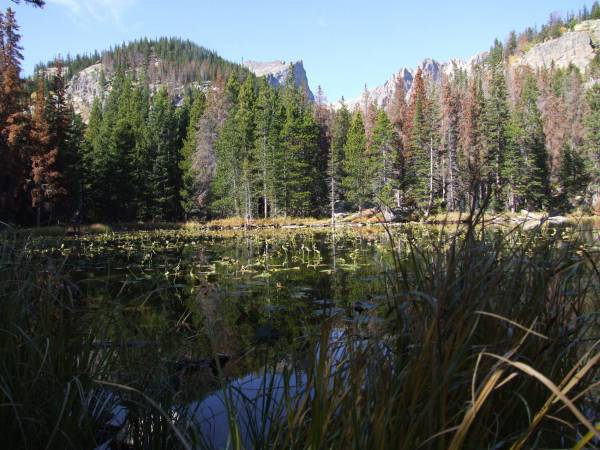 Nymph lake RMNP.