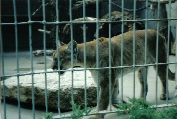 Cougar paces at Cheyenne Mountain Zoo