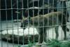 Cougar_paces_at_the_Cheyenne_Mountain_Zoo.jpg