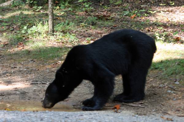 Black Bear