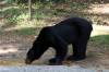 07_Bear.JPG