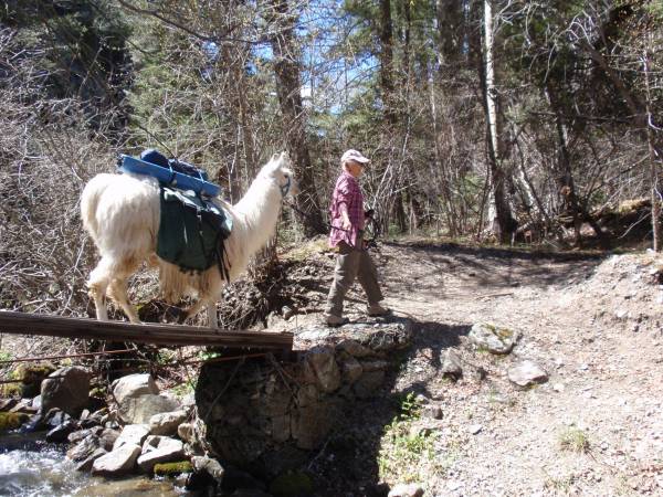 Llama trekking