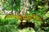 Oregon_s_Prehistoric_Gardens.JPG