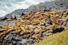 Sea_Lions.JPG
