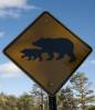 Mt_Lemmon_bears.jpg