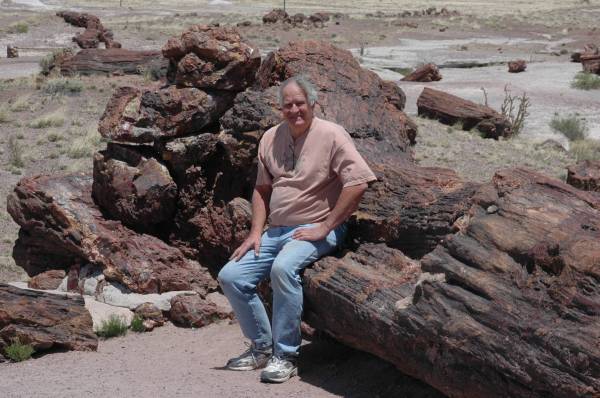 Giant petrified log