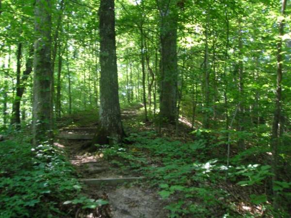 Trail of Tears State Forest in Illinois