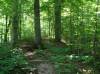 176_TrailOfTearsStateForestTrail.jpg