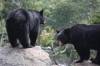 08_Grandfather_Mntn_Bears.JPG