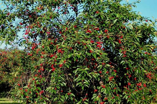 Almosst Ripe Cherries